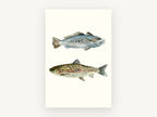 Two Speckled Fish, speckled trout watercolour fish pair, animal canvas wall art print, front view