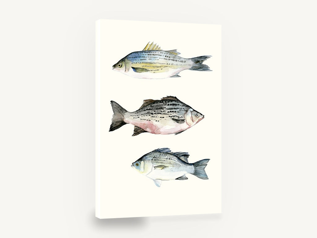 Three Striped Fish, striped fish watercolour study, animal canvas wall art print ready to hang