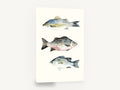 Three Striped Fish, striped fish watercolour study, animal canvas wall art print ready to hang