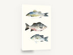 Three Striped Fish, striped fish watercolour study, animal canvas wall art print ready to hang