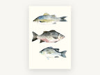 Three Striped Fish, striped fish watercolour study, animal canvas wall art print, front view