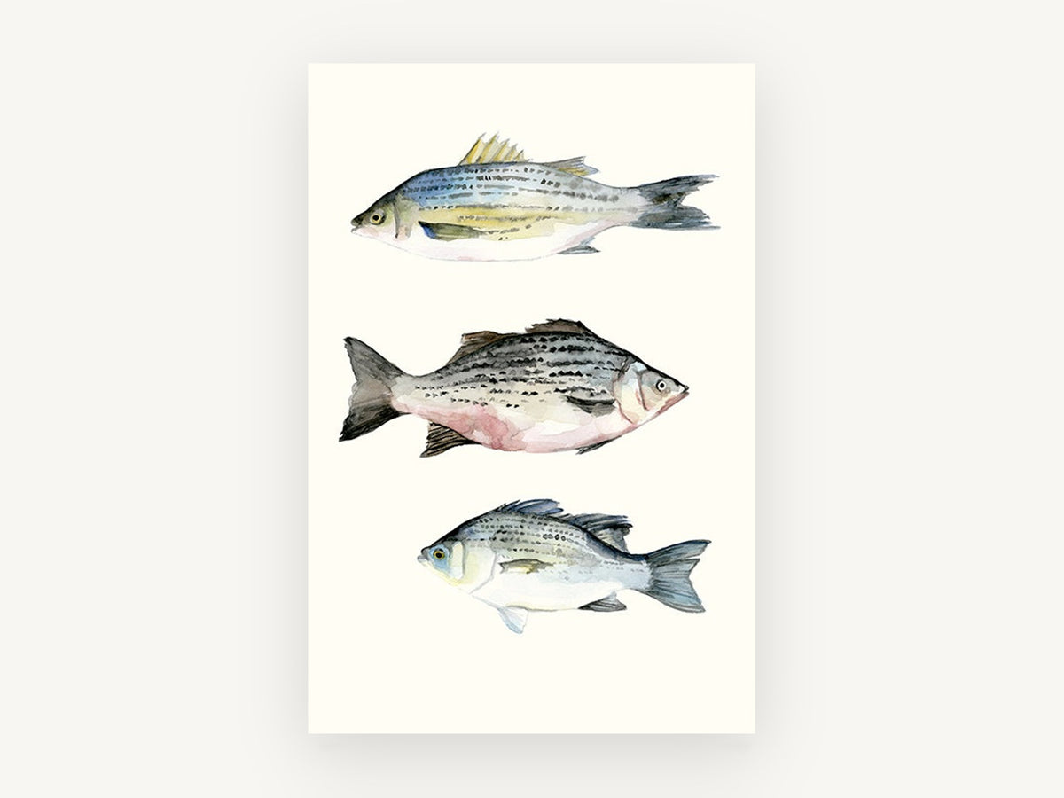 Three Striped Fish, striped fish watercolour study, animal canvas wall art print, front view