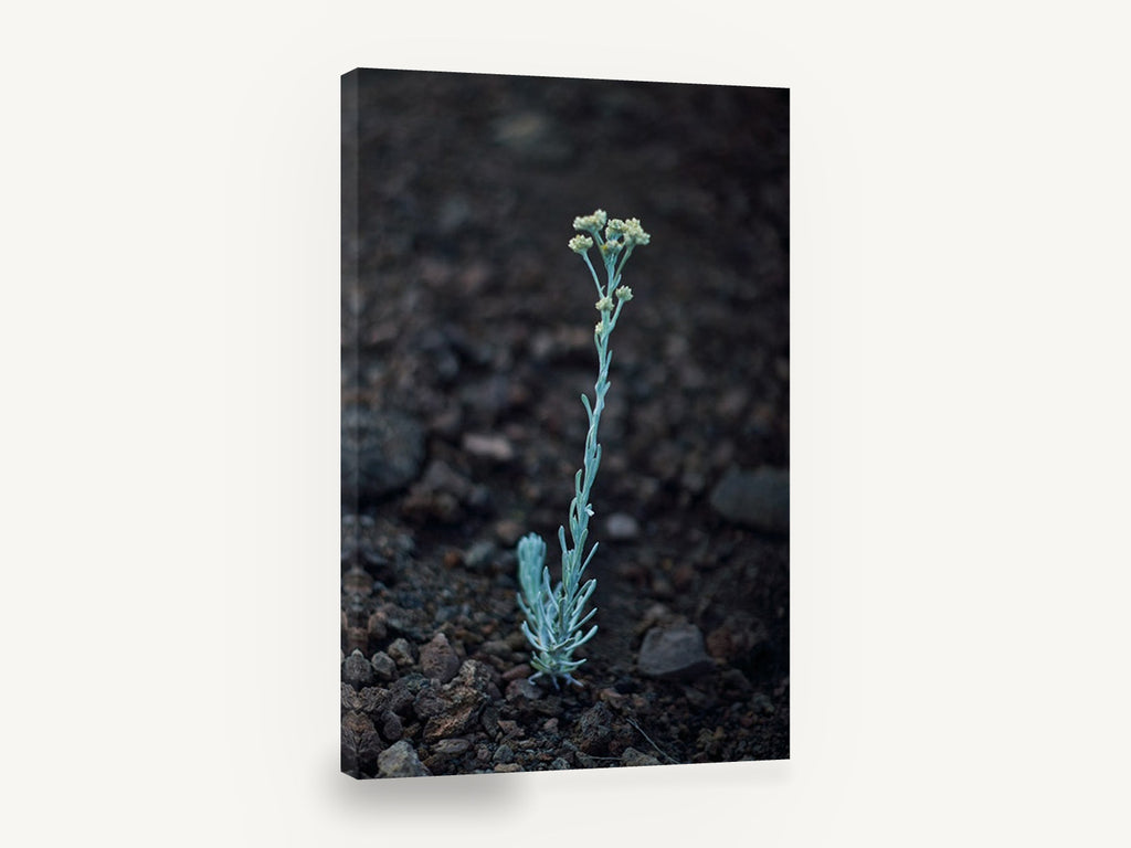 Lone Silver Sprig, silver green wildflower on volcanic soil photograph, floral canvas wall art print ready to hang
