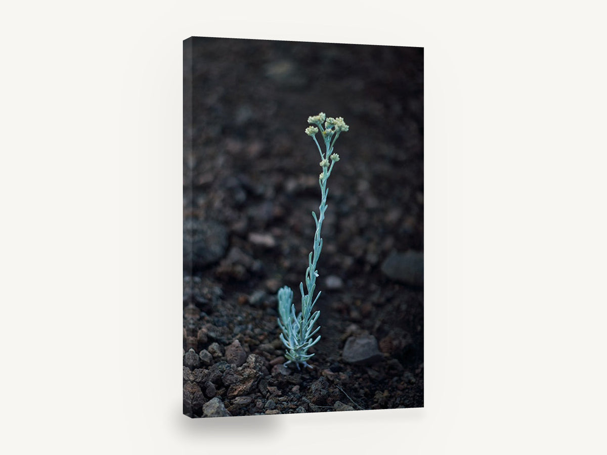 Lone Silver Sprig, silver green wildflower on volcanic soil photograph, floral canvas wall art print ready to hang