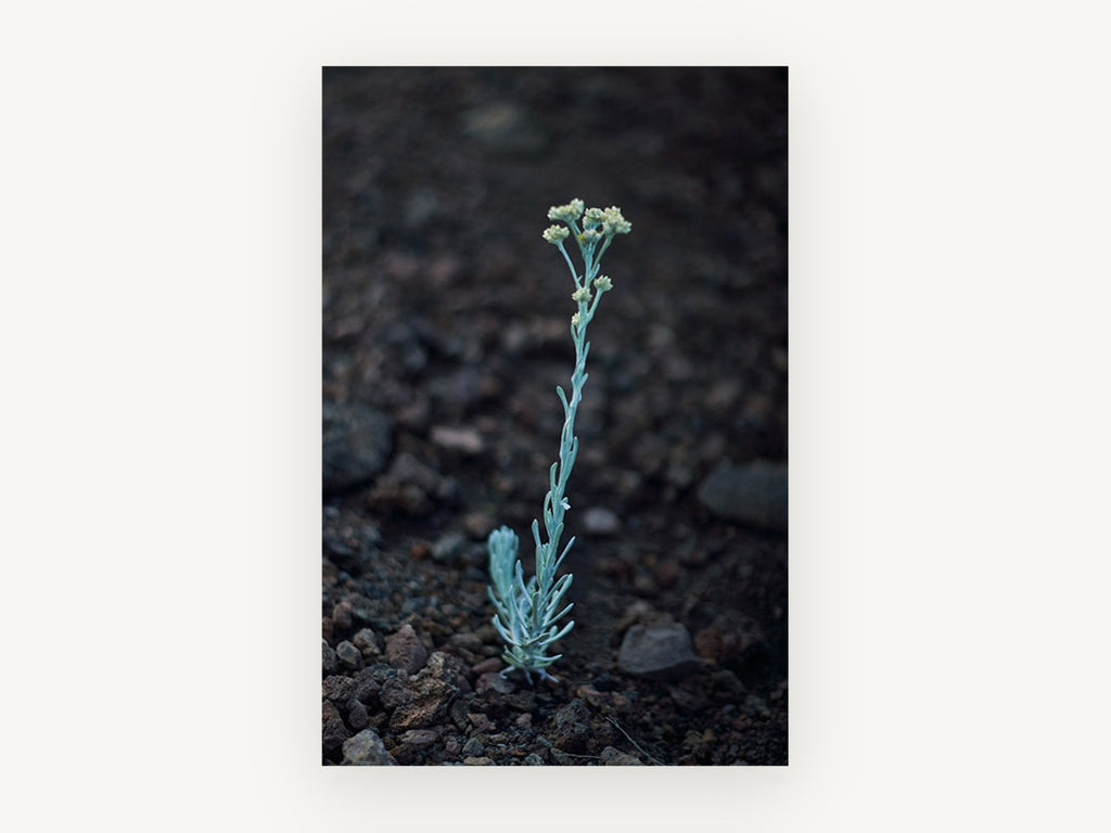 Lone Silver Sprig, floral canvas wall art print, front view