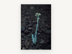 Lone Silver Sprig, floral canvas wall art print, front view