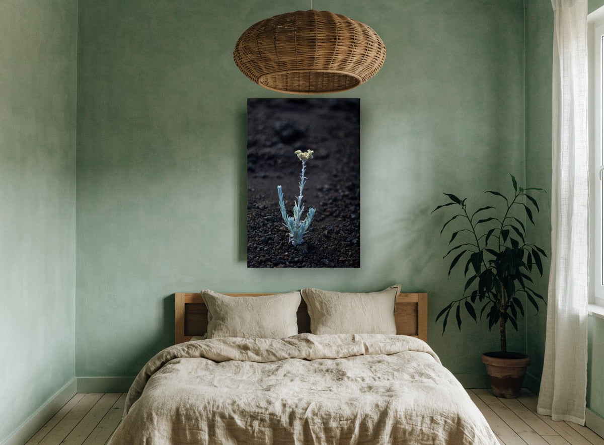 Lone Silver Sprout floral canvas print on the wall of a bedroom