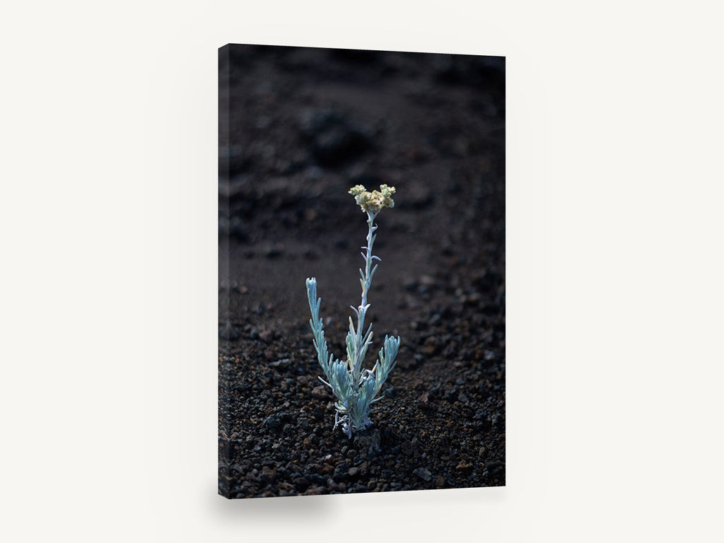 Lone Silver Sprout, silver plant on volcanic soil photograph, floral canvas wall art print ready to hang