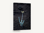 Lone Silver Sprout, silver plant on volcanic soil photograph, floral canvas wall art print ready to hang
