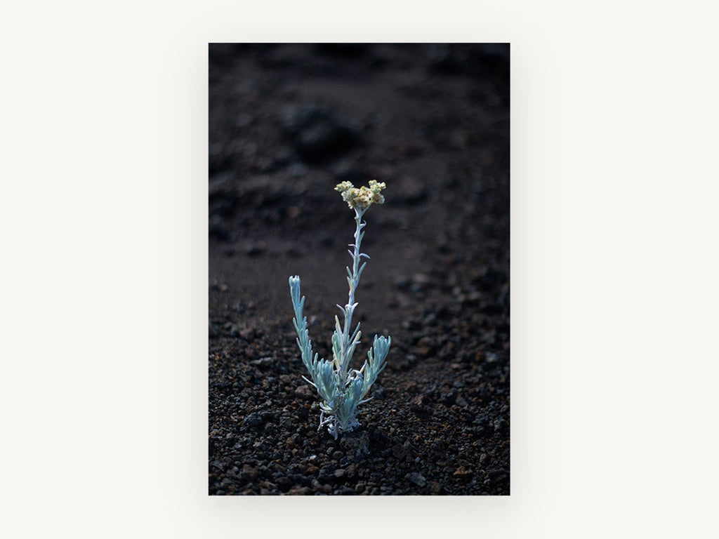 Lone Silver Sprout, floral canvas wall art print, front view