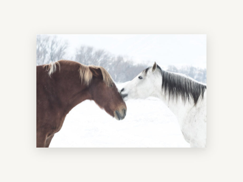 Winter Horses Nose to Nose, two horses in snow photograph, landscape canvas wall art print, front view