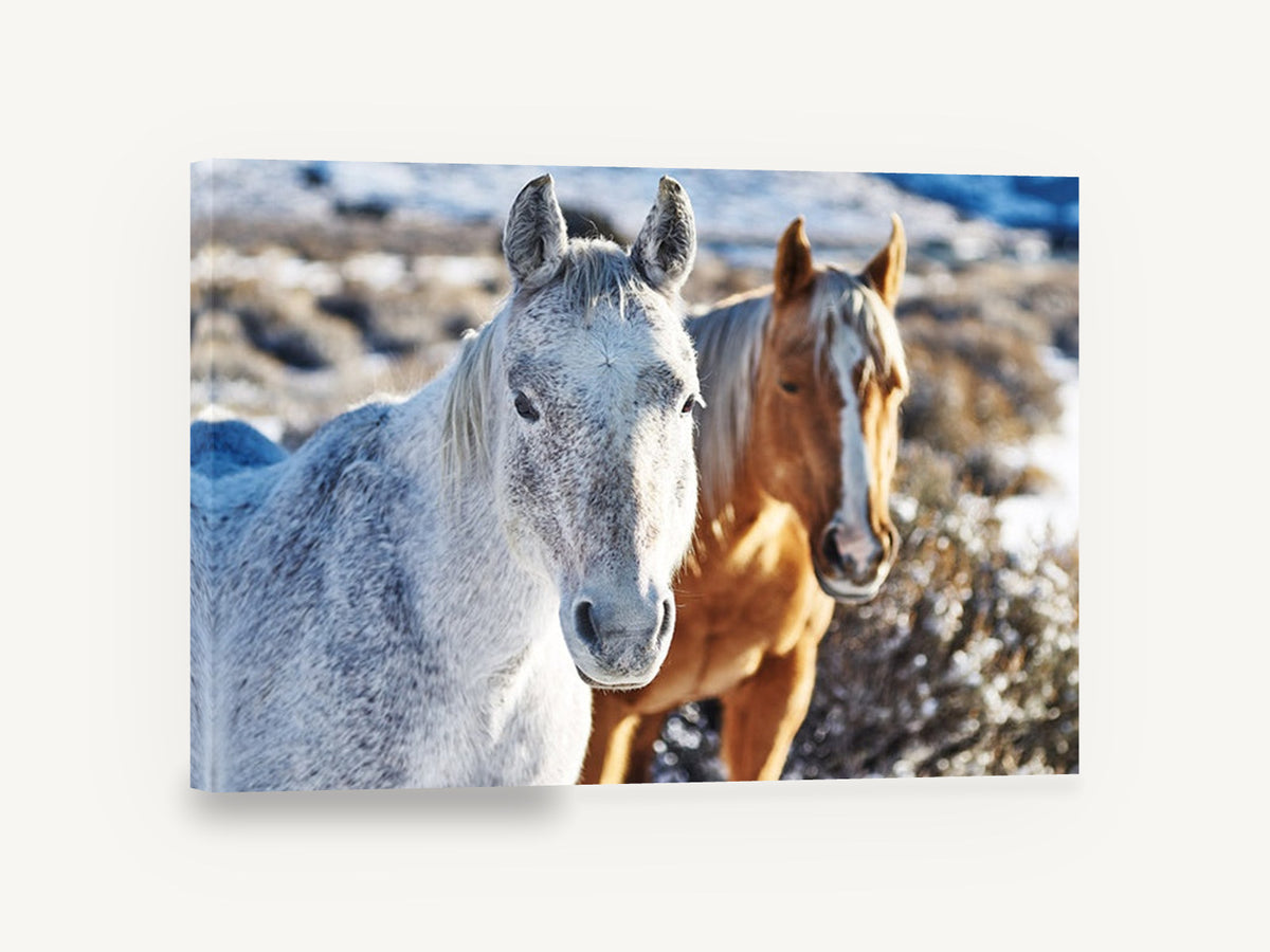 Frosted Horse Pair, two horses in snow photograph, landscape canvas wall art print ready to hang