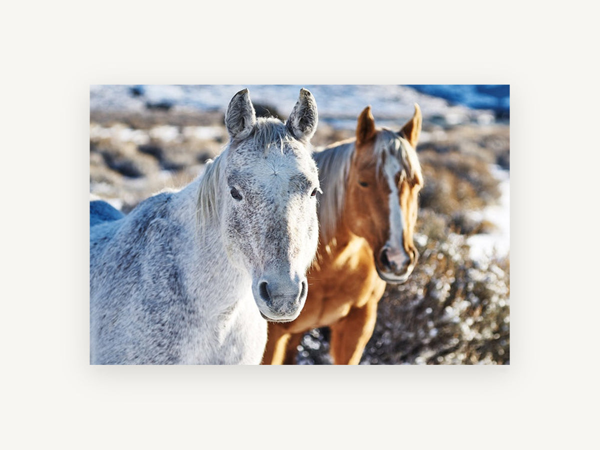 Frosted Horse Pair, two horses in snow photograph, landscape canvas wall art print, front view