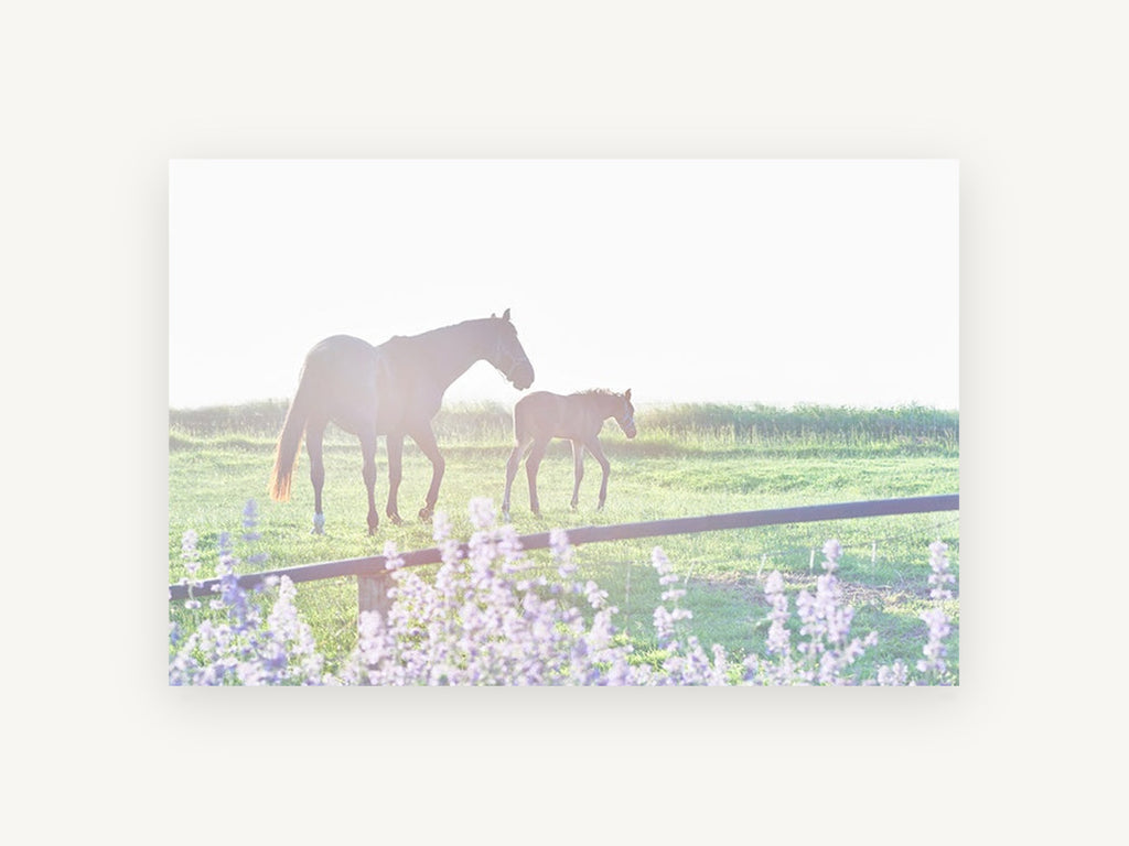 Mare and Foal Morning, mare and foal pasture photograph, landscape canvas wall art print, front view