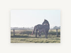 Mare and Foal Dawn, mare and foal paddock photograph, landscape canvas wall art print, front view