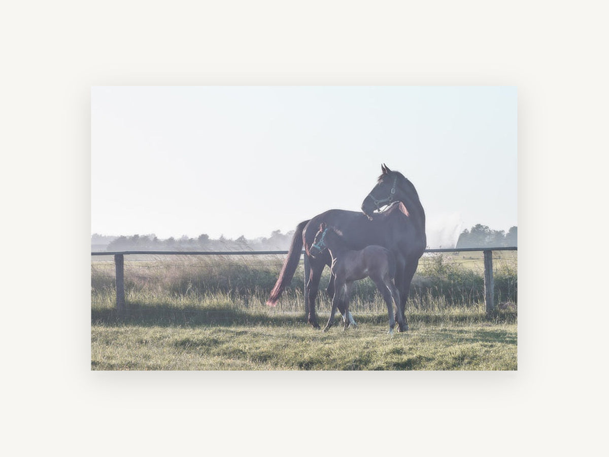 Mare and Foal Dawn, mare and foal paddock photograph, landscape canvas wall art print, front view