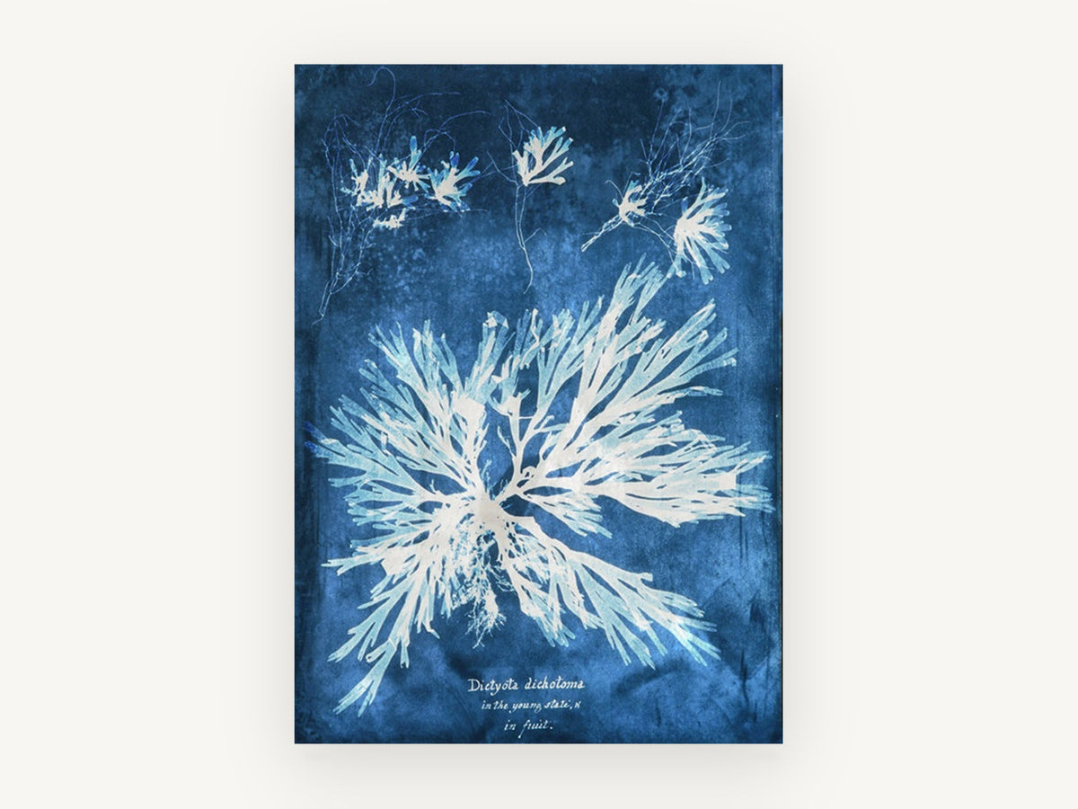 Indigo Seaweed Frond Burst, vintage canvas wall art print, front view