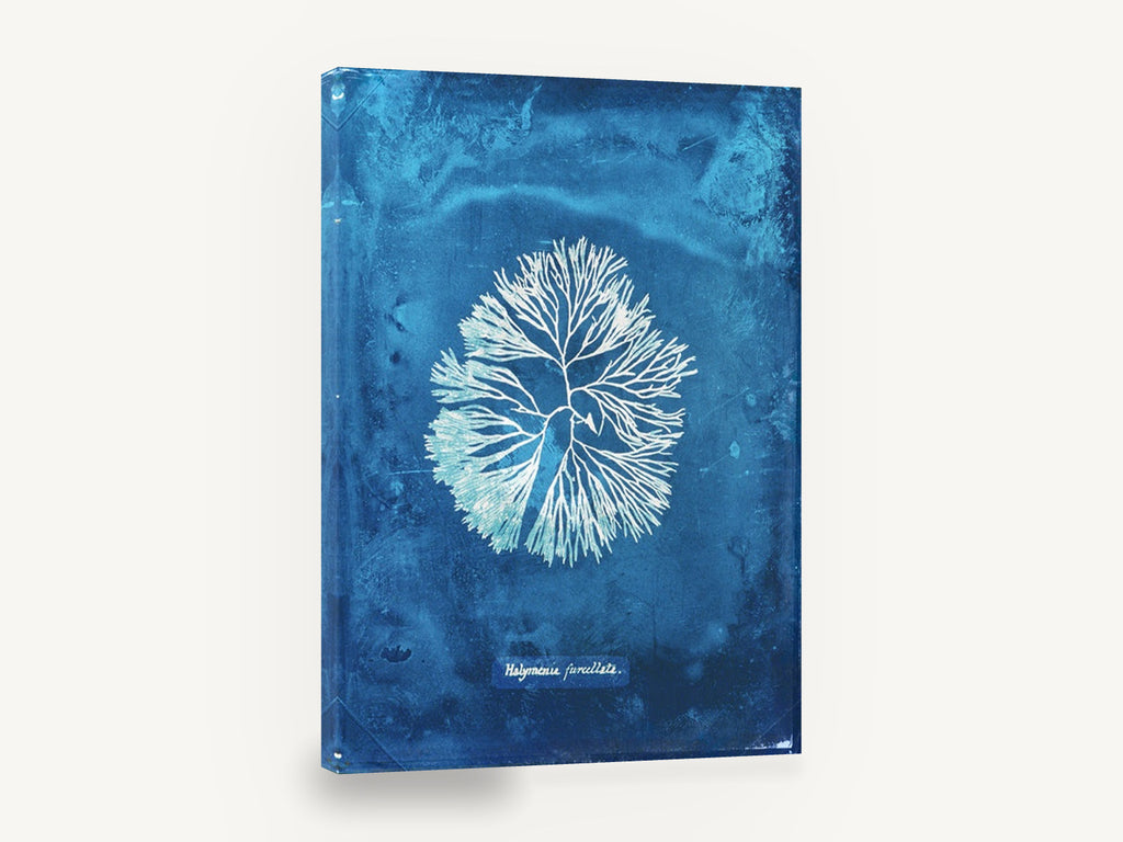 Indigo Fan Frond Seaweed, antique blue seaweed cyanotype print, stretched canvas wall art print ready to hang