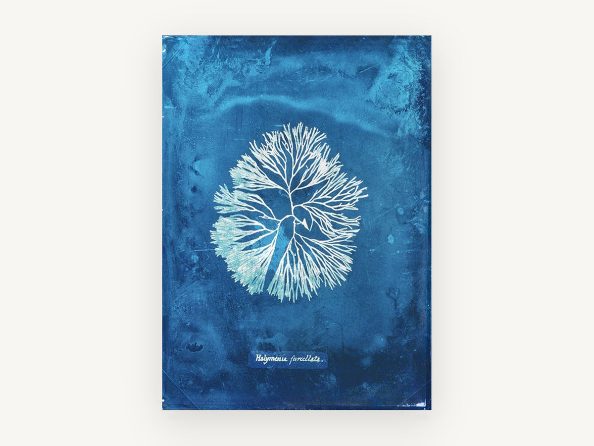 Indigo Fan Frond Seaweed, vintage canvas wall art print, front view