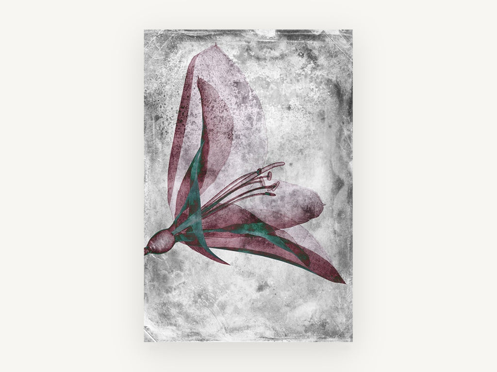 Inverted Lily Study, floral canvas wall art print, front view