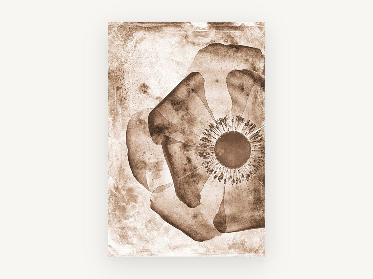 Sepia Poppy Negative, floral canvas wall art print, front view