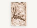 Sepia Lily Negative, floral canvas wall art print, front view