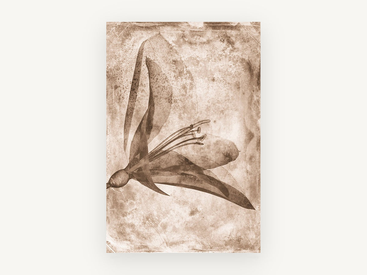 Sepia Lily Negative, floral canvas wall art print, front view