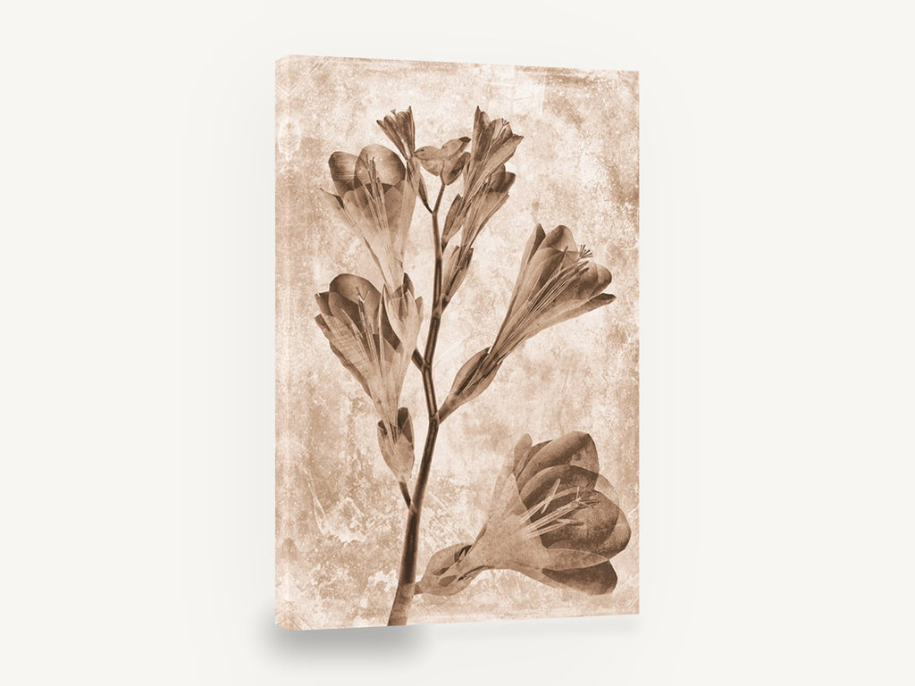 Sepia Freesia Stem, sepia freesia stem botanical photograph, floral canvas wall art print ready to hang