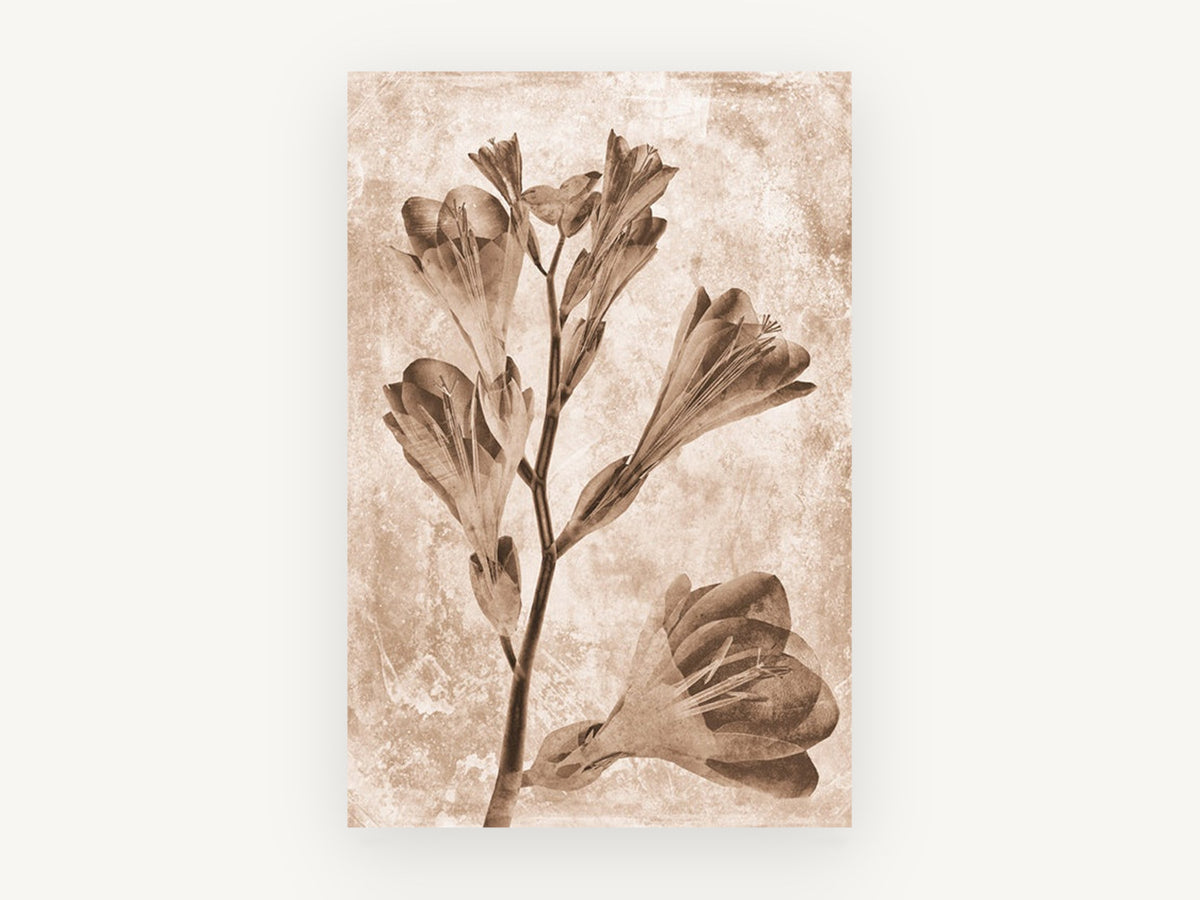 Sepia Freesia Stem, floral canvas wall art print, front view