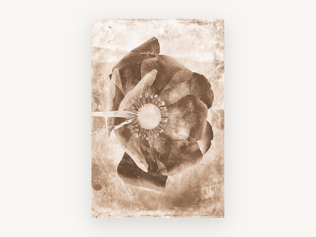 Sepia Poppy Negative, floral canvas wall art print, front view