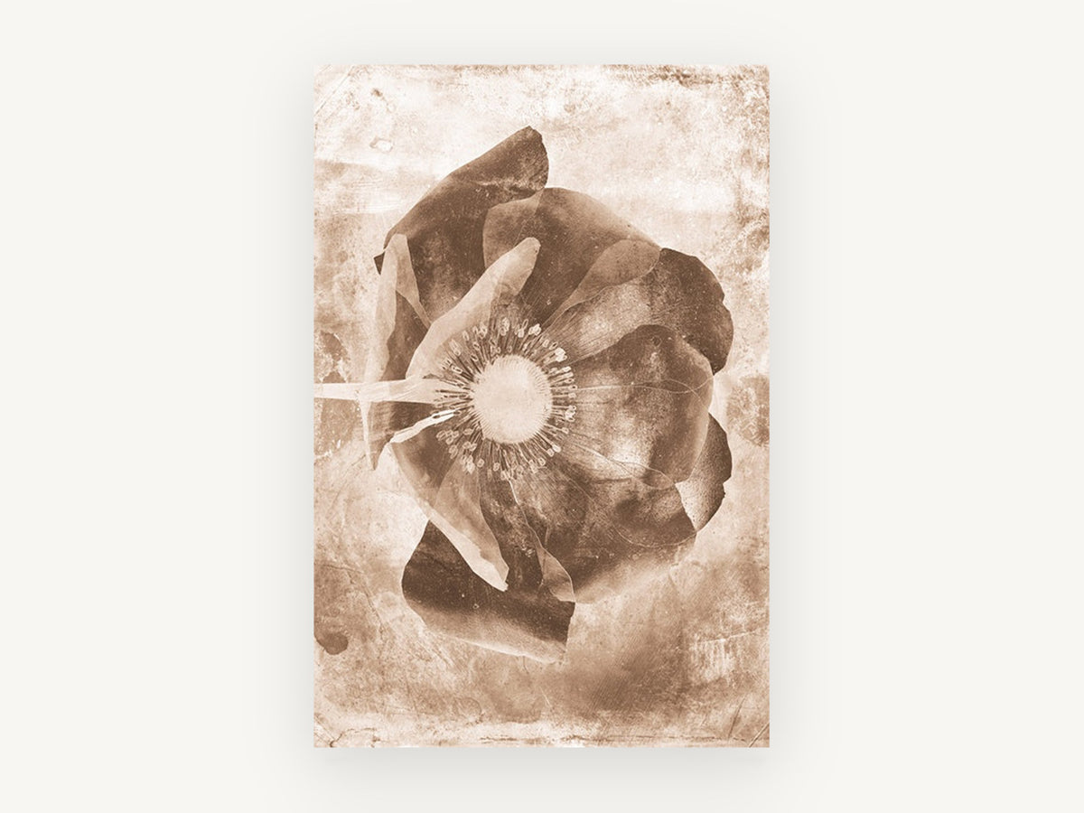 Sepia Poppy Negative, floral canvas wall art print, front view