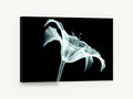 Lily in X-Ray Glow, x-ray lily black and white floral, floral canvas wall art print ready to hang