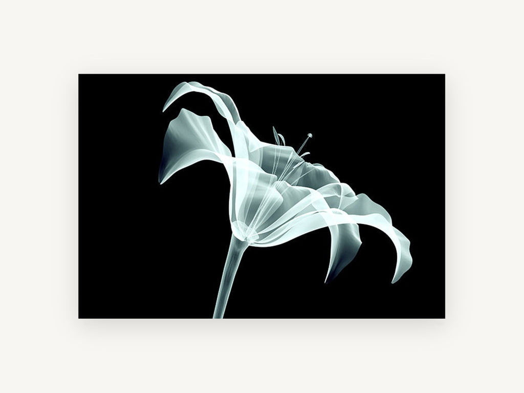 Lily in X-Ray Glow, floral canvas wall art print, front view
