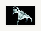 Lily in X-Ray Glow, floral canvas wall art print, front view