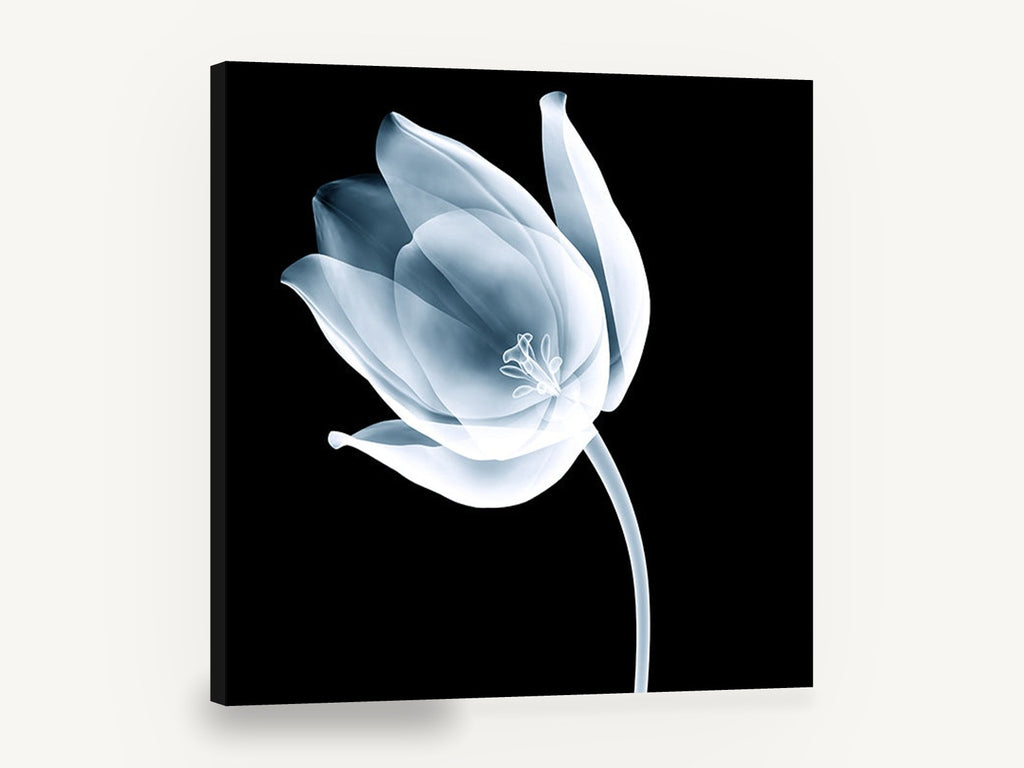 Ghost Tulip Bloom, x-ray tulip black and white floral, floral canvas wall art print ready to hang