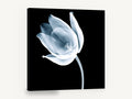 Ghost Tulip Bloom, x-ray tulip black and white floral, floral canvas wall art print ready to hang