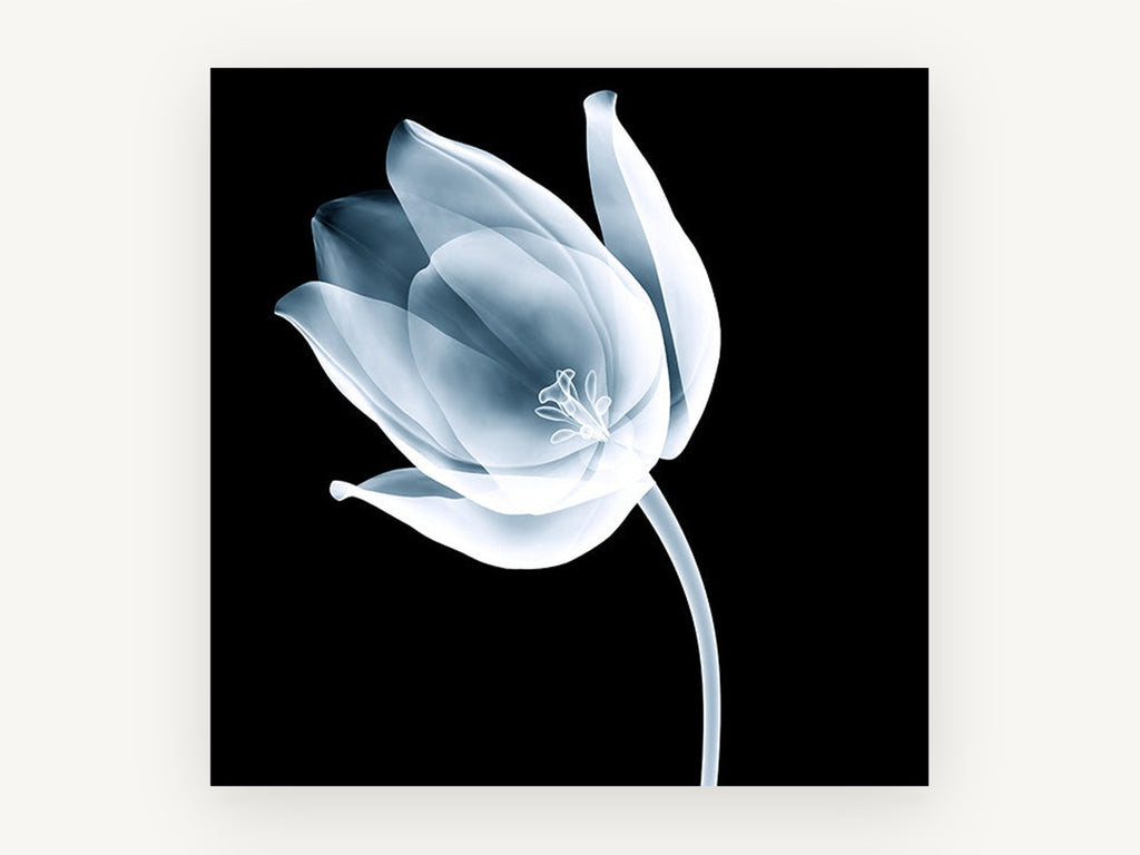 Ghost Tulip Bloom, floral canvas wall art print, front view