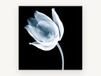 Ghost Tulip Bloom, floral canvas wall art print, front view