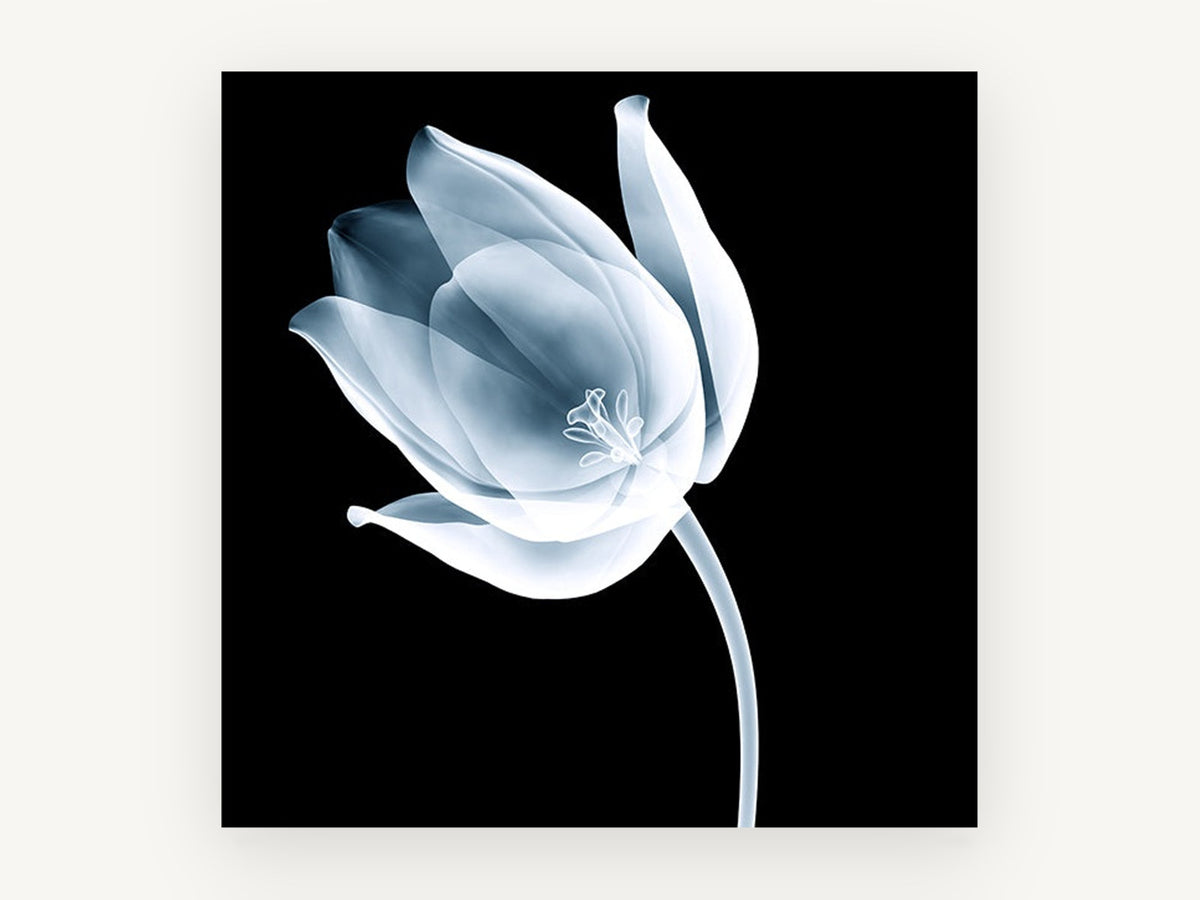 Ghost Tulip Bloom, floral canvas wall art print, front view