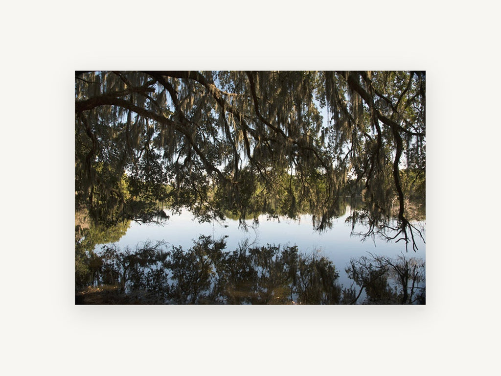Moss Canopy Reflection, mossy oak lake reflection photograph, landscape canvas wall art print, front view