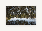 Moss Canopy Reflection, mossy oak lake reflection photograph, landscape canvas wall art print, front view