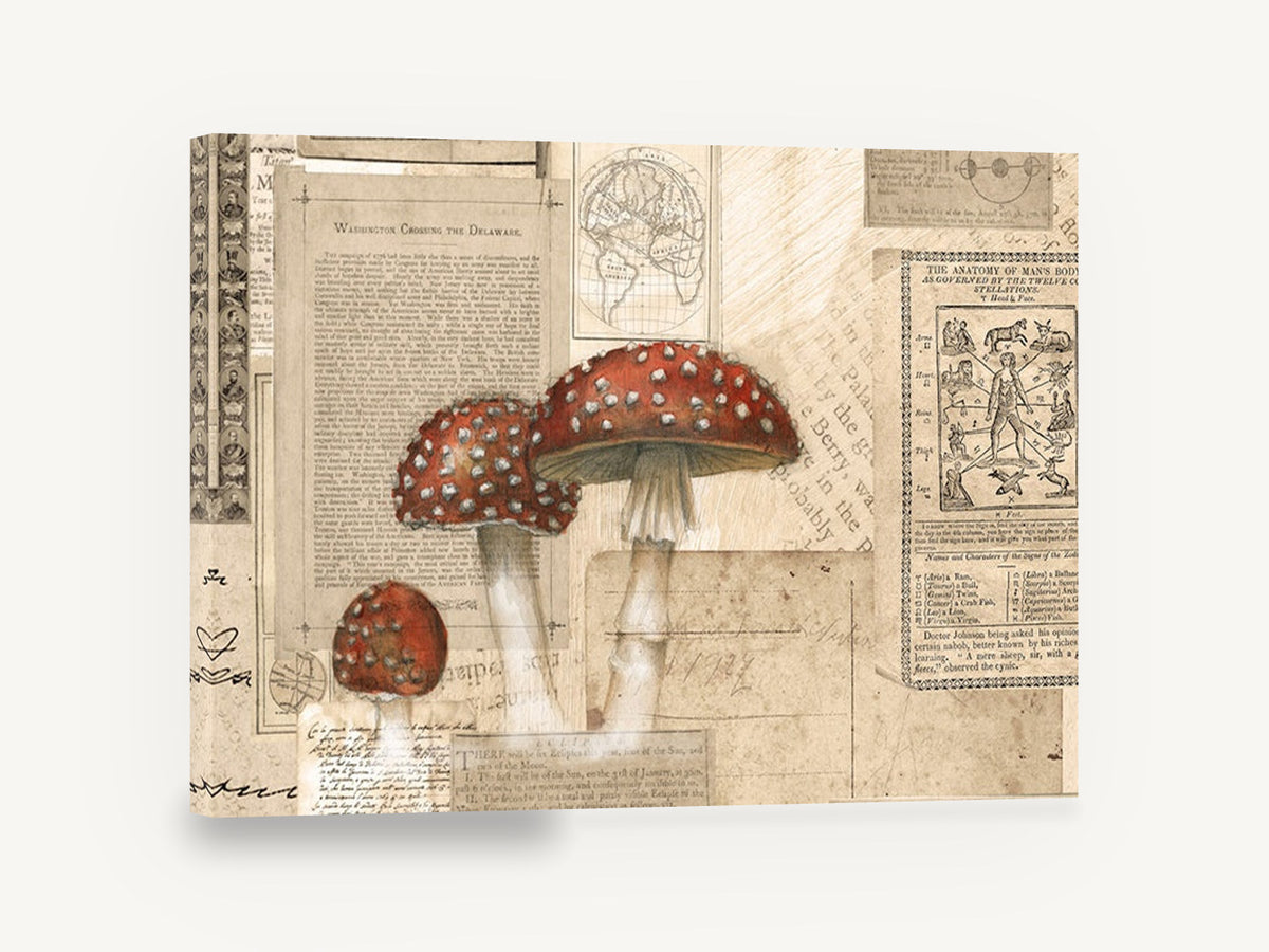 Toadstools on Old Paper, vintage red mushroom botanical collage, stretched canvas wall art print ready to hang