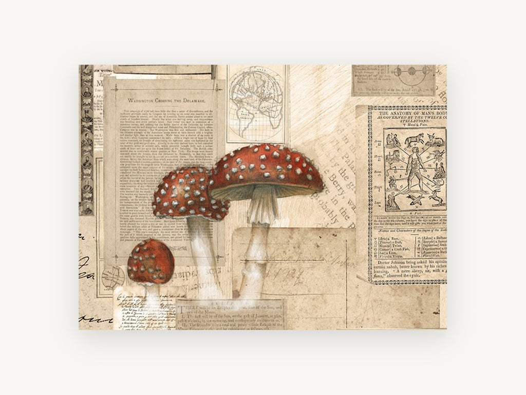 Toadstools on Old Paper, vintage canvas wall art print, front view