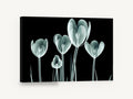 Glass Tulip Study, x-ray tulips black background floral, floral canvas wall art print ready to hang