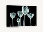 Glass Tulip Study, x-ray tulips black background floral, floral canvas wall art print ready to hang