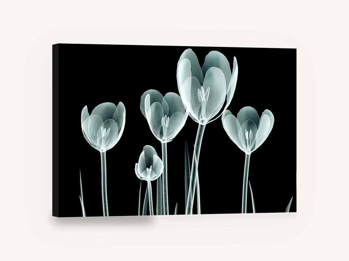 Glass Tulip Study, x-ray tulips black background floral, floral canvas wall art print ready to hang