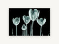 Glass Tulip Study, floral canvas wall art print, front view