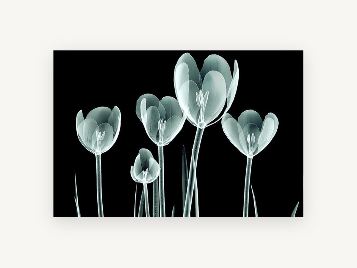 Glass Tulip Study, floral canvas wall art print, front view
