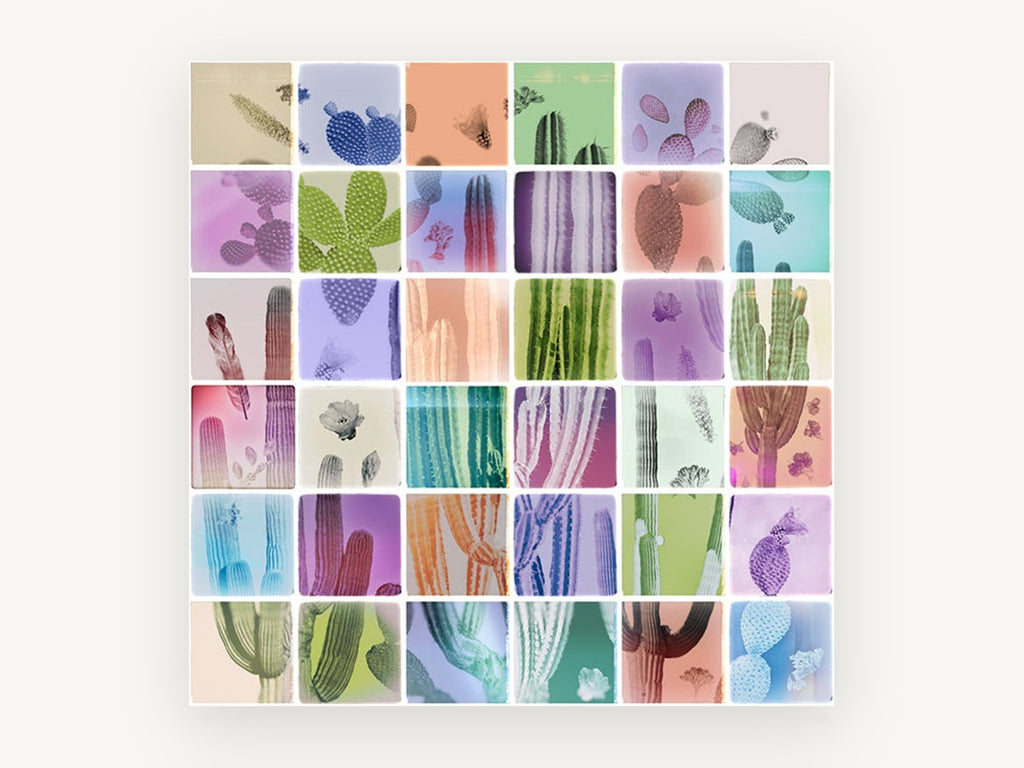 Cactus Colour Grid, floral canvas wall art print, front view