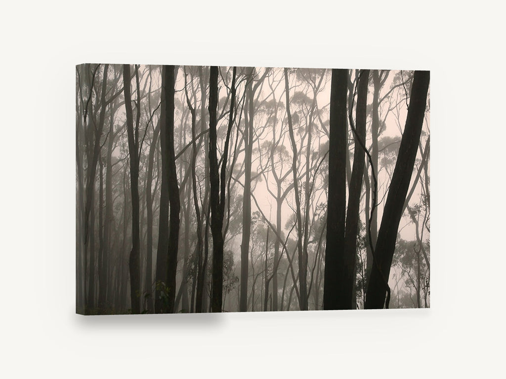 Gum Trunks in Fog, misty eucalyptus forest photograph, landscape canvas wall art print ready to hang